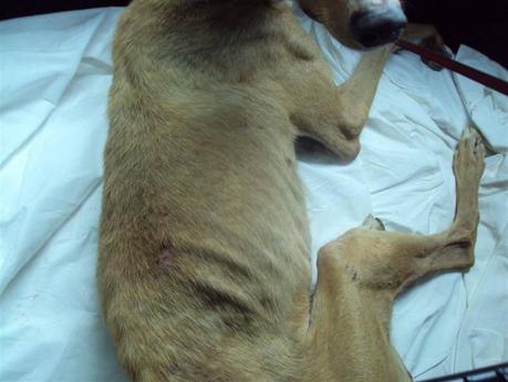 MOZART, CHOPIN, Y BACH, 3 GALGUITOS RESCATADOS DE LA PERRERA!!