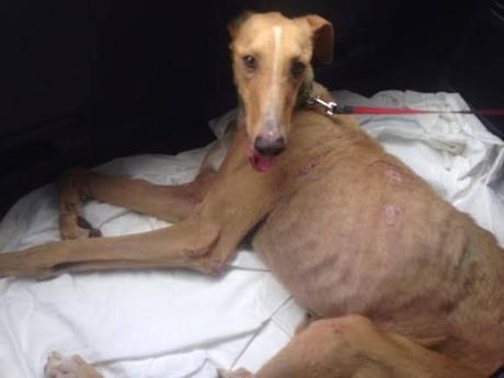 MOZART, CHOPIN, Y BACH, 3 GALGUITOS RESCATADOS DE LA PERRERA!!