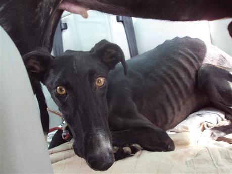 MOZART, CHOPIN, Y BACH, 3 GALGUITOS RESCATADOS DE LA PERRERA!!