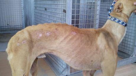 MOZART, CHOPIN, Y BACH, 3 GALGUITOS RESCATADOS DE LA PERRERA!!