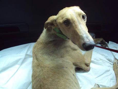 MOZART, CHOPIN, Y BACH, 3 GALGUITOS RESCATADOS DE LA PERRERA!!