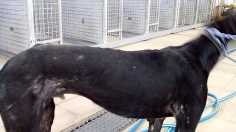 MOZART, CHOPIN, Y BACH, 3 GALGUITOS RESCATADOS DE LA PERRERA!!