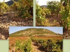 Vertical Continos blancos 2006-2012