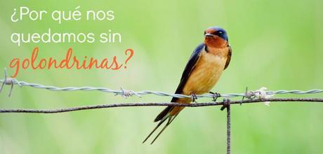 Algunas causas y soluciones de porqué nos estamos quedando sin golondrinas en España.