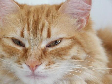 Muebles modulares para gatos Muebles modulares para gatos