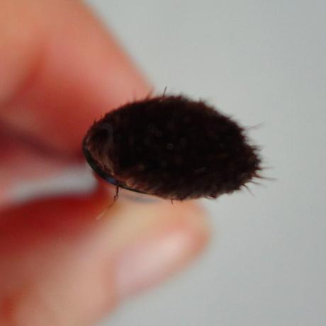 Review: Mis brochas de Buyincoins