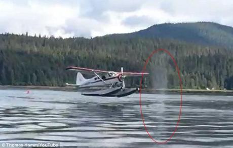 hidroavión a punto de chocar con una ballena