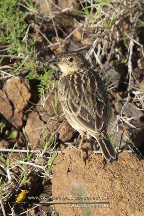 Cachirla chica (Yellowish Pipit) Anthus lutescens