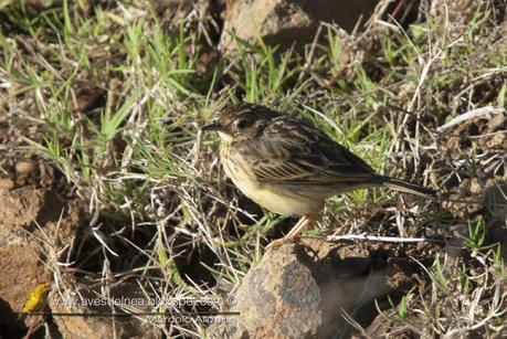 Cachirla chica (Yellowish Pipit) Anthus lutescens