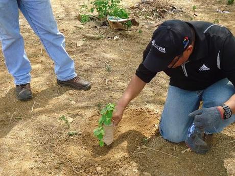 Misión Árbol propone producir un millón 500 mil árboles en el 2015