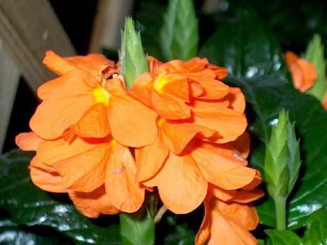 Crossandra Montse