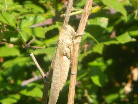 Langosta egipcia (Anacridium aegyptium)