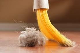 Consejos para Luchar contra los Ácaros