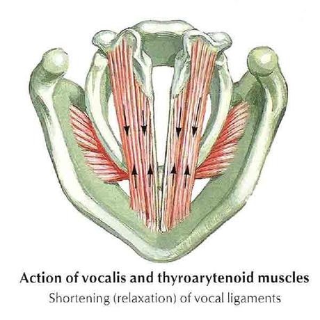 esquema musculos cuerdas vocales