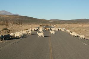 San Rafael - Andacollo - San Martín de los Andes y la espectacularidad del Camino de los 7 Lagos. IMG_0989