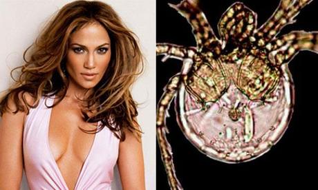 Bautizan una nueva especie de Acaro como JLO