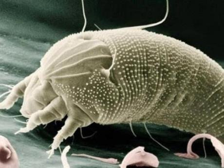 Bautizan una nueva especie de Acaro como JLO