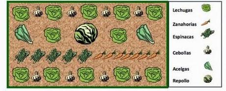 Organigrama de las hortalizas