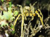 Paseo nocturno Sierra Chinchilla
