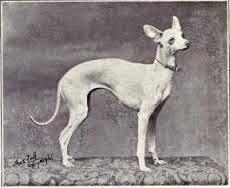 Cave Canem o la historia de un galgo muy señoritingo