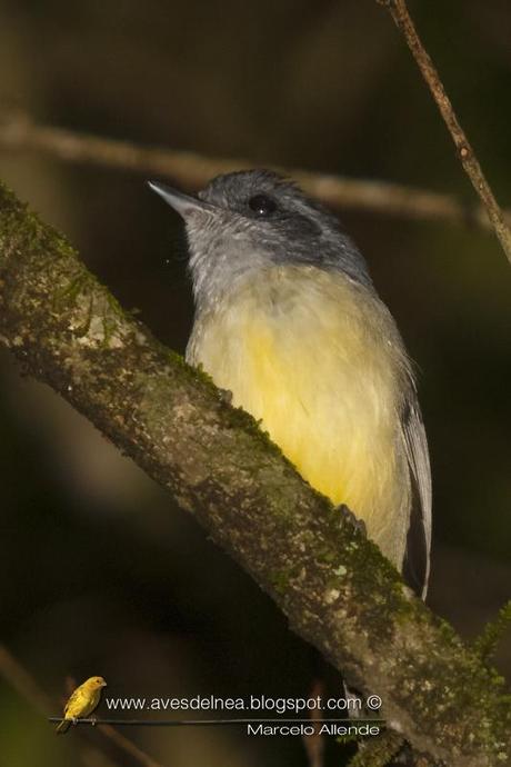 Choca amarilla (Plain Antvireo) Dysithamnus mentalis