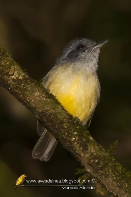 Choca amarilla (Plain Antvireo) Dysithamnus mentalis