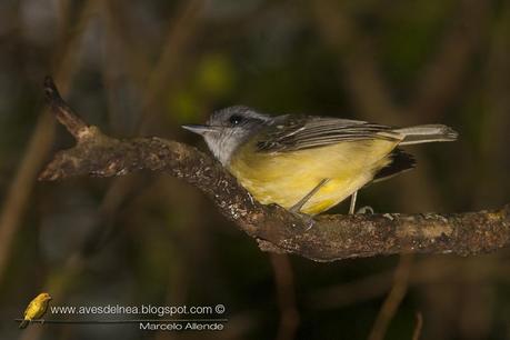 Choca amarilla (Plain Antvireo) Dysithamnus mentalis