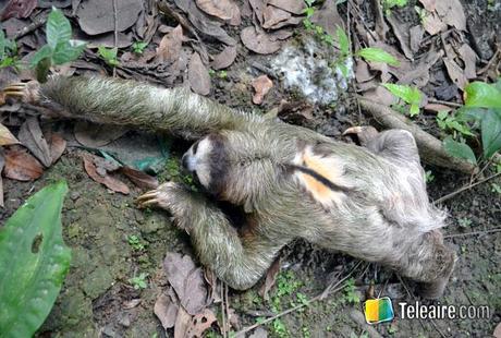 un perezoso en medio de la jungla de costa rica