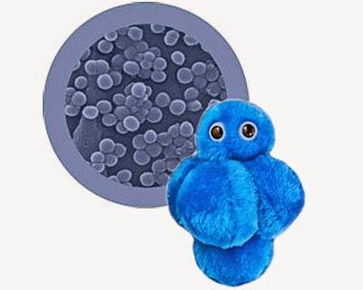 Elige bien a tu comensal... hoy con staphylococcus