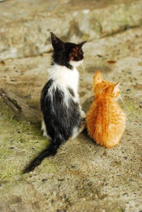 Poupurri de San Viernes