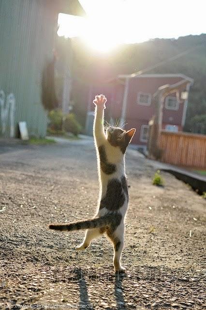 San Viernes y los chakras famientos