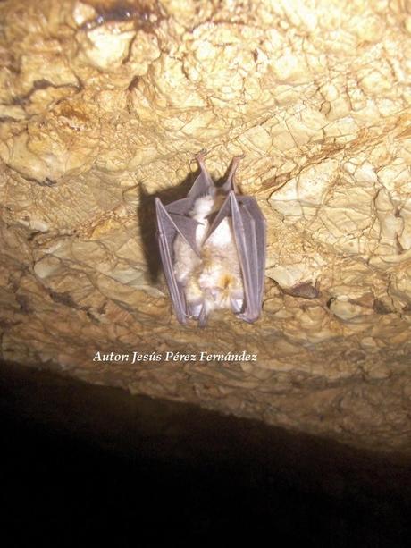 Rhinolophus hipposideros (Bechstein, 1800)