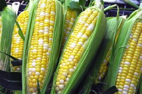 Variedad maíz (Cortesía: paraguay.com)