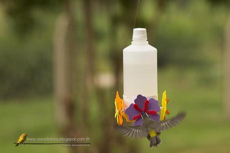 Un bebedero fabricado en casa