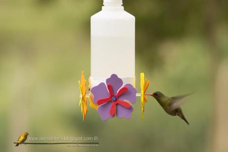 Un bebedero fabricado en casa