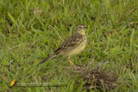 Cachirla dorada (Ochre-breasted Pipit) Anthus nattereri