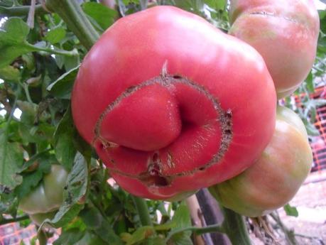 NUEVO RÉCORD DE PESO DE TOMATE RECOGIDO EN EL HUERTO