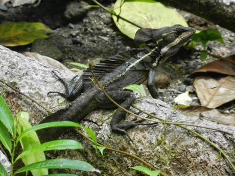 Península de Osa: Colofón de mi gran viaje en Costa Rica