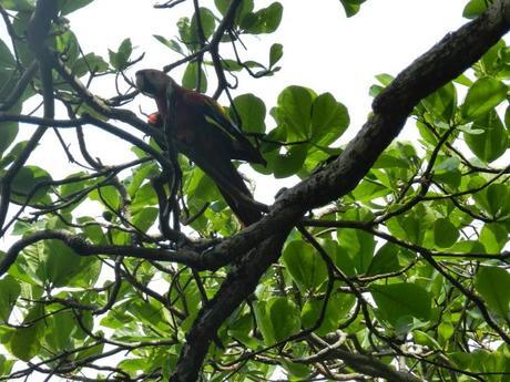 Península de Osa: Colofón de mi gran viaje en Costa Rica