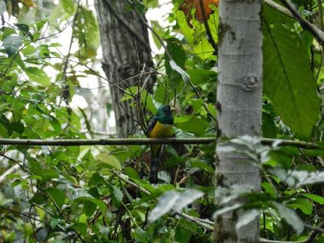 Península de Osa: Colofón de mi gran viaje en Costa Rica