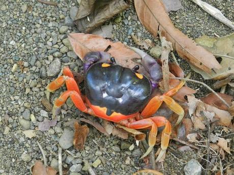 Península de Osa: Colofón de mi gran viaje en Costa Rica