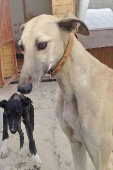 FRESA EN ACOGIDA O ADOPCIÓN. (MADRID)