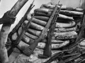 medioambiente bolsillos grupos armados