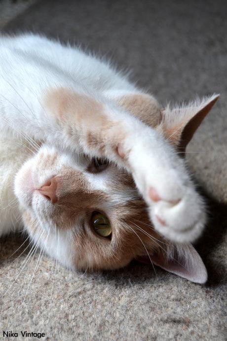 gato, leonardo