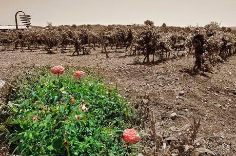 Entre Viñedos y Violines