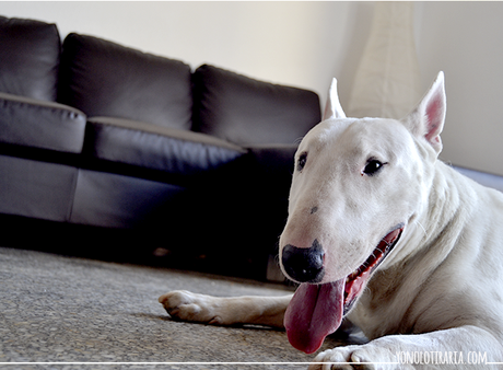 Mi nuevo sofá es de segundamano Mi nuevo sofá es de segundamano