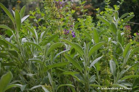 Nuestra huerta en verano