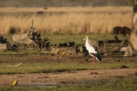 Cigüeña americana (Maguari Stork) Ciconia maguari