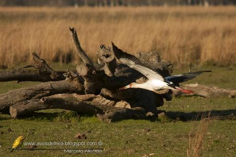 Cigüeña americana (Maguari Stork) Ciconia maguari
