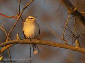 Calandria grande (Chalk-browed Mockingbird) Mimus saturninus